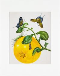 Maria Sibylla Merian - gerahmter Druck 