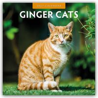 Ginger Cats – Rote Katzen – Gingerkatzen 2027 – 16-Monatskalender