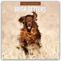Irish Setters – Irischer Setter 2027 – 16-Monatskalender