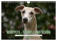WHIPPETS - SCHNELL UND SCHÖN (Wandkalender 2025 DIN A4 quer), CALVENDO Monatskalender