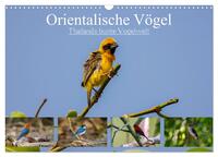 Orientalische Vögel - Thailands bunte Vogelwelt (Wandkalender 2025 DIN A3 quer), CALVENDO Monatskalender