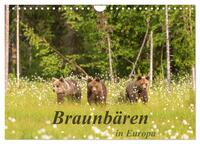 Braunbären in Europa (Wandkalender 2025 DIN A4 quer), CALVENDO Monatskalender