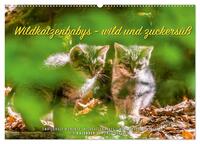 Wildkatzenbabys - wild und zuckersüß. (Wandkalender 2025 DIN A2 quer), CALVENDO Monatskalender