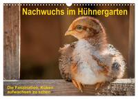 Nachwuchs im Hühnergarten (Wandkalender 2025 DIN A3 quer), CALVENDO Monatskalender