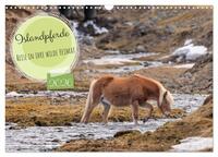 Islandpferde - Reise in ihre wilde Heimat (Wandkalender 2026 DIN A3 quer), CALVENDO Monatskalender