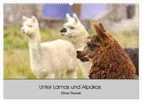 Unter Lamas und Alpakas (Wandkalender 2026 DIN A2 quer), CALVENDO Monatskalender