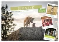 Hunde, unsere treuen Begleiter durch's Leben. (Wandkalender 2026 DIN A2 quer), CALVENDO Monatskalender