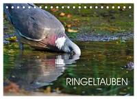 Ringeltauben (Tischkalender 2026 DIN A5 quer), CALVENDO Monatskalender