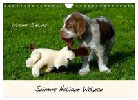 Spinone Italiano Welpen - Kleine Clowns (Wandkalender 2026 DIN A4 quer), CALVENDO Monatskalender