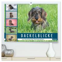 Dackelblicke - ein bezaubernder Rauhaardackel (hochwertiger Premium Wandkalender 2026 DIN A2 quer), Kunstdruck in Hochglanz