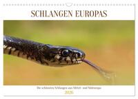 Schlangen Europas (Wandkalender 2026 DIN A3 quer), CALVENDO Monatskalender