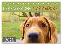 Lebensfrohe Labradore (Tischkalender 2026 DIN A5 quer), CALVENDO Monatskalender