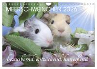 Meerschweinchen 2026 - bezaubernd, hinreißend, entzückend (Wandkalender 2026 DIN A4 quer), CALVENDO Monatskalender