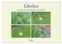 Libellen, was die für eine Energie entwickeln. (Wandkalender 2026 DIN A3 quer), CALVENDO Monatskalender