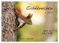 Eichhörnchen in Berlin (Wandkalender 2026 DIN A3 quer), CALVENDO Monatskalender