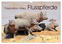 Faszination Afrika: Flusspferde (Wandkalender 2026 DIN A3 quer), CALVENDO Monatskalender