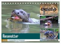 Riesenotter - Flusswölfe im Pantanal (Tischkalender 2026 DIN A5 quer), CALVENDO Monatskalender