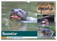 Riesenotter - Flusswölfe im Pantanal (Wandkalender 2026 DIN A3 quer), CALVENDO Monatskalender