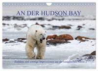 AN DER HUDSON BAY (Wandkalender 2026 DIN A4 quer), CALVENDO Monatskalender