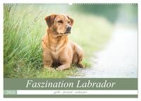 Faszination Labrador - gelb, foxred, schwarz (Wandkalender 2026 DIN A2 quer), CALVENDO Monatskalender