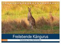 Freilebende Kängurus (Tischkalender 2026 DIN A5 quer), CALVENDO Monatskalender