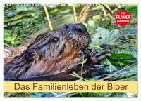 Das Familienleben der Biber (Wandkalender 2026 DIN A3 quer), CALVENDO Monatskalender