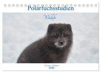 Polarfuchsstudien Wildlife (Tischkalender 2026 DIN A5 quer), CALVENDO Monatskalender