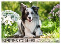 Border Collies - nicht nur schwarzweiß (Wandkalender 2026 DIN A3 quer), CALVENDO Monatskalender