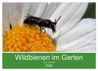 Wildbienen im Garten (Wandkalender 2026 DIN A2 quer), CALVENDO Monatskalender