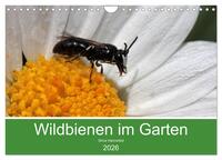 Wildbienen im Garten (Wandkalender 2026 DIN A4 quer), CALVENDO Monatskalender