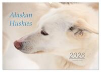 Alaskan Huskies (Wandkalender 2026 DIN A2 quer), CALVENDO Monatskalender