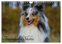 Traumhund Sheltie (Wandkalender 2026 DIN A4 quer), CALVENDO Monatskalender