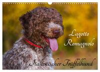 Lagotto Romagnolo - Italienischer Trüffelhund (Wandkalender 2026 DIN A3 quer), CALVENDO Monatskalender