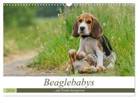Beaglebabys auf Entdeckungstour (Wandkalender 2026 DIN A3 quer), CALVENDO Monatskalender