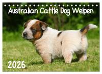 Australian Cattle Dog Welpen (Tischkalender 2026 DIN A5 quer), CALVENDO Monatskalender