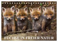 Füchse in freier Natur (Tischkalender 2026 DIN A5 quer), CALVENDO Monatskalender