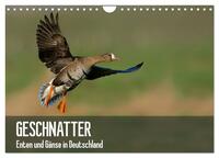 Geschnatter - Enten und Gänse in Deutschland (Wandkalender 2026 DIN A4 quer), CALVENDO Monatskalender