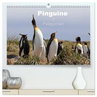 Pinguine in Patagonien (hochwertiger Premium Wandkalender 2026 DIN A2 quer), Kunstdruck in Hochglanz