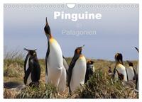 Pinguine in Patagonien (Wandkalender 2026 DIN A4 quer), CALVENDO Monatskalender