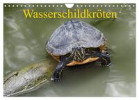 Wasserschildkröten (Wandkalender 2026 DIN A4 quer), CALVENDO Monatskalender