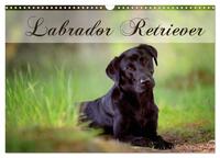 Labrador Retriever (Wandkalender 2026 DIN A3 quer), CALVENDO Monatskalender