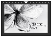 Pflanzen in Schwarz und Weiß (Wandkalender 2026 DIN A4 quer), CALVENDO Monatskalender