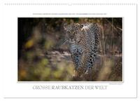 Emotionale Momente: Große Raubkatzen der Welt. (Wandkalender 2026 DIN A2 quer), CALVENDO Monatskalender