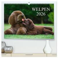 Welpen 2026 (hochwertiger Premium Wandkalender 2026 DIN A2 quer), Kunstdruck in Hochglanz