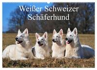Weißer Schweizer Schäferhund (Wandkalender 2026 DIN A2 quer), CALVENDO Monatskalender