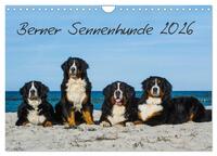 Berner Sennenhund 2026 (Wandkalender 2026 DIN A4 quer), CALVENDO Monatskalender