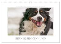 Emotionale Momente: Berner Sennenhund. (Wandkalender 2026 DIN A3 quer), CALVENDO Monatskalender