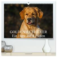 Golden Retriever - Ein Herz auf 4 Pfoten (hochwertiger Premium Wandkalender 2026 DIN A2 quer), Kunstdruck in Hochglanz