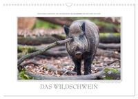 Emotionale Momente: Das Wildschwein. / CH-Version (Wandkalender 2026 DIN A3 quer), CALVENDO Monatskalender