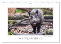 Emotionale Momente: Das Wildschwein. / CH-Version (Wandkalender 2026 DIN A4 quer), CALVENDO Monatskalender
